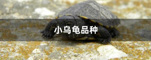 豬鼻龜是國家保護(hù)動物嗎？：豬鼻龜是幾級保護(hù)動物 豬鼻龜百科 第1張