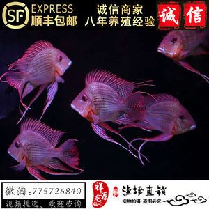 紅龍魚搭配什么魚最好養(yǎng)：紅龍魚混養(yǎng)缸布置建議 紅龍魚百科 第4張