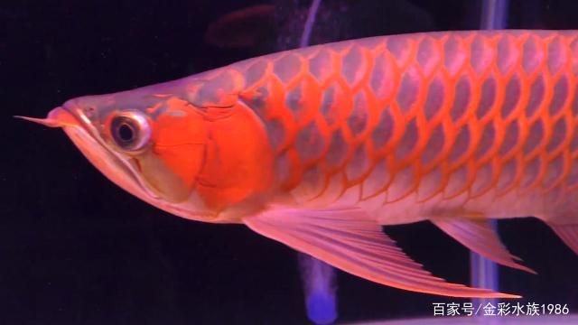 紅龍魚的特點是什么：紅龍魚最佳飼養(yǎng)環(huán)境 紅龍魚百科 第5張