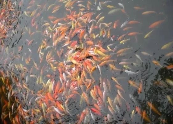 紅龍魚名字：紅龍魚為什么會(huì)如此鮮艷？ 水族問(wèn)答 第2張