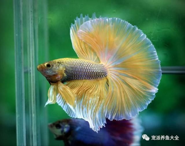 紅龍魚哪個品牌好：如何選擇適合自己的紅龍魚？ 水族問答