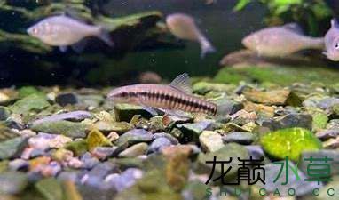 河池觀賞魚批發(fā)市場(chǎng)：河池觀賞魚批發(fā)市場(chǎng)價(jià)格對(duì)比邯鄲魚苗批發(fā)市場(chǎng)價(jià)格對(duì)比 全國(guó)觀賞魚市場(chǎng) 第10張