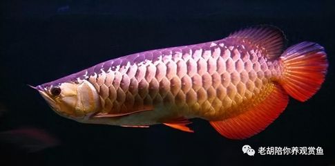 過(guò)背金龍魚多久發(fā)色好看一點(diǎn)呢圖片：過(guò)背金龍魚發(fā)色的時(shí)間取決于多個(gè)因素 金龍魚百科 第4張