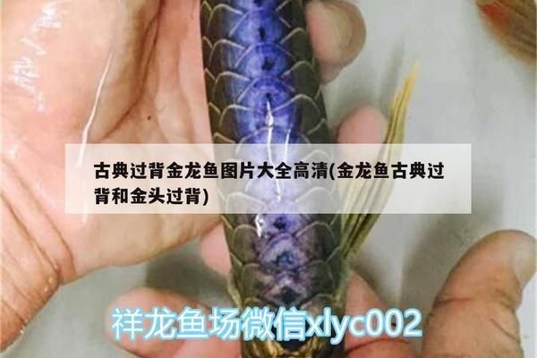 過背金龍魚圖片高清大圖：古典過背金龍魚圖片大全 金龍魚百科 第1張