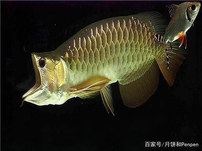 龍魚用藥和普通魚用藥區(qū)別圖片：龍魚用藥和普通魚用藥區(qū)別 龍魚百科 第5張