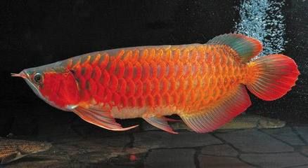 火焰紅龍魚：火焰紅龍魚與變色龍魚區(qū)別火焰紅龍魚飼養(yǎng)技巧 紅龍魚百科 第3張