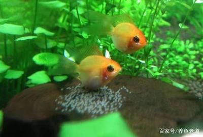 紅龍魚(yú)能養(yǎng)多大：&如何給紅龍魚(yú)選擇合適的魚(yú)缸 水族問(wèn)答 第1張