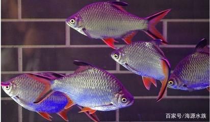 紅龍魚年齡如何斷定的：如何判斷紅龍魚的年齡？ 水族問答