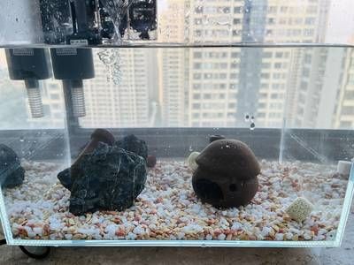 魚缸濾水器怎么用圖解：如何正確使用魚缸濾水器 魚缸百科 第4張