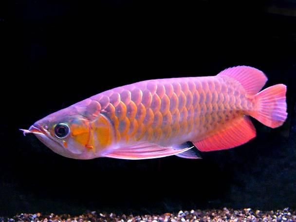 40厘米紅龍魚價格多少：40厘米紅龍魚市場價格波動原因如何辨別紅龍魚品種優(yōu)劣 龍魚百科 第1張