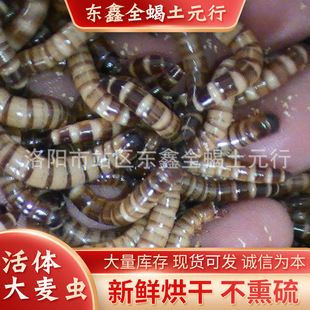 金龍魚(yú)繁殖期的飼料選擇：金龍魚(yú)繁殖期飼料品牌推薦 金龍魚(yú)百科 第4張