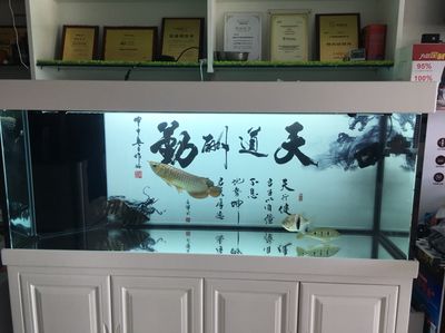 杭州龍魚專賣店 全國觀賞魚市場 第1張