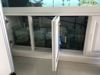 杭州龍魚專賣店 全國觀賞魚市場 第3張