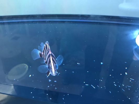 鷹潭水族批發(fā)市場：鷹潭水族批發(fā)市場在哪里鷹潭水族批發(fā)市場在哪里 全國觀賞魚市場 第5張