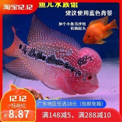 紅龍魚拍賣價(jià)格記錄查詢：-紅龍魚拍賣價(jià)格預(yù)測(cè)未來市場(chǎng)趨勢(shì) 水族問答 第1張