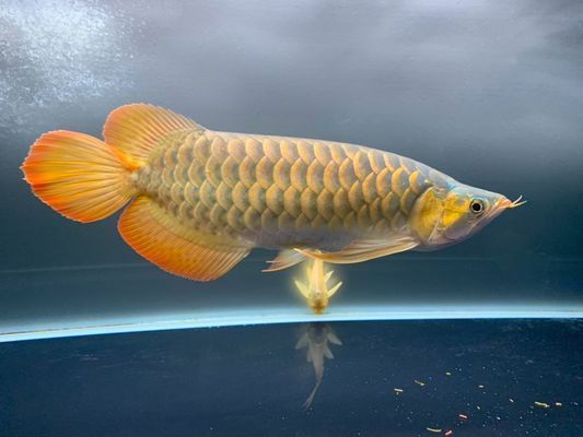 營口龍魚專賣店：營口觀賞魚批發(fā)市場 全國觀賞魚市場 第7張