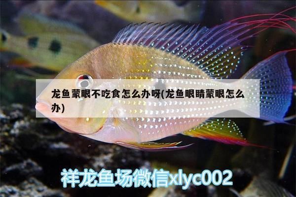 紅龍魚蒙眼不吃食：紅龍魚出現蒙眼不吃食的情況可能是由多種因素引起的 紅龍魚百科 第3張