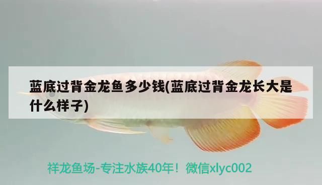 藍底過背金龍魚多少錢一條：藍底過背金龍魚價格趨勢藍底過背金龍魚養(yǎng)殖技巧分享 金龍魚百科 第2張