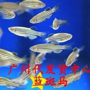 阿里觀賞魚批發(fā)市場：阿里水族批發(fā)市場 全國觀賞魚市場 第6張