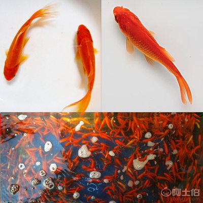 龍魚喂小金魚怎么處理 龍魚百科 第3張