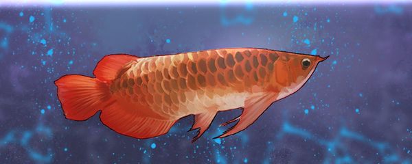 龍魚分為幾種魚：紅龍魚與金龍魚的區(qū)別 龍魚百科 第1張