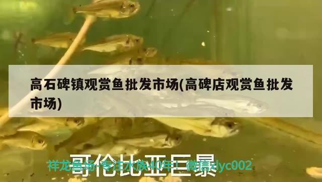 廣元觀賞魚批發(fā)市場(chǎng)：廣元市觀賞魚批發(fā)市場(chǎng) 全國觀賞魚市場(chǎng) 第3張