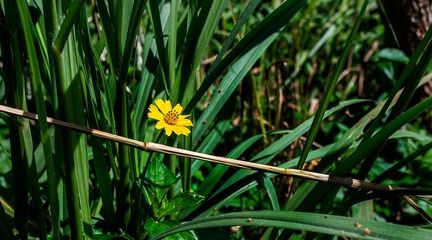 星點金龍魚缸內(nèi)植物配置：星點金龍魚缸內(nèi)照明選擇 金龍魚百科 第1張