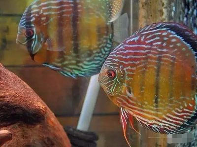 紅龍魚配對：關于紅龍魚繁殖的一些問題 水族問答 第2張