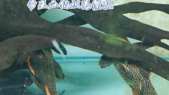 紅龍魚批發(fā)市場地址電話：廣州紅龍魚批發(fā)市場 水族問答 第2張