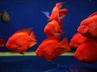 小紅龍魚飼養(yǎng)技巧圖解教程：小紅龍魚的飼養(yǎng)技巧 紅龍魚百科 第2張