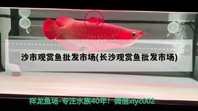 長沙龍魚專賣店：如何選擇一個(gè)好的魚缸專賣店