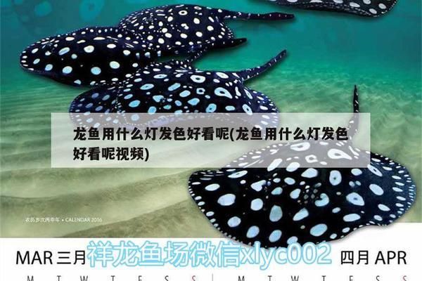 信陽龍魚專賣店：信陽市賣魚缸在哪里買的多