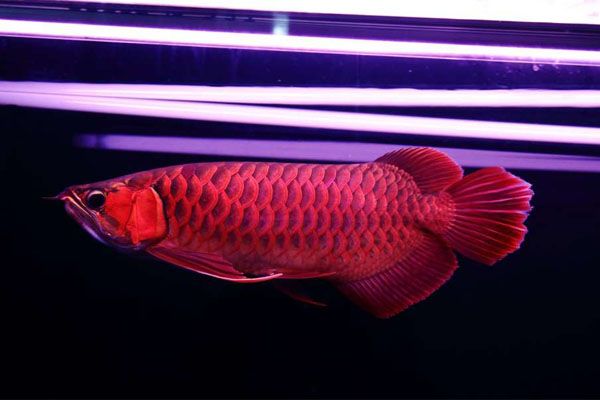 天價(jià)紅龍魚(yú)500萬(wàn)：珍稀紅龍魚(yú)拍賣價(jià)格飆升至500萬(wàn)