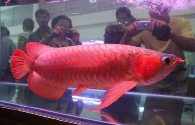 天價(jià)紅龍魚500萬(wàn)：珍稀紅龍魚拍賣價(jià)格飆升至500萬(wàn)