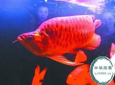 天價(jià)紅龍魚(yú)500萬(wàn)：珍稀紅龍魚(yú)拍賣(mài)價(jià)格飆升至500萬(wàn) 紅龍魚(yú)百科 第5張