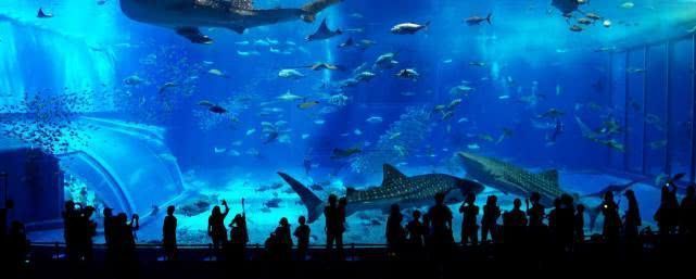 迪慶藏族自治州水族館：云南迪慶旅游攻略 全國觀賞魚市場 第4張