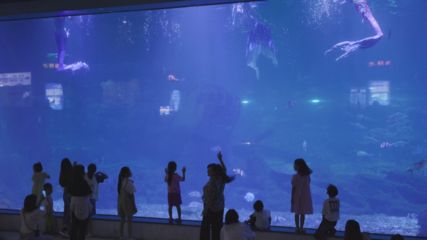 三明水族館：福建三明水族館 全國觀賞魚市場 第3張