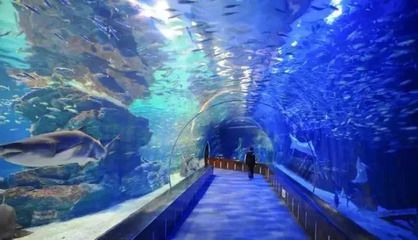 南京水族館：南京水族館在南京海底世界哪里詳細(xì)點(diǎn)南京水族館在哪 全國觀賞魚市場 第2張