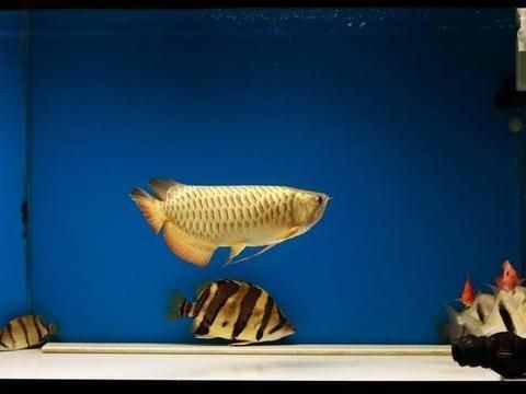 紅龍魚品相圖解：如何挑選優(yōu)質的紅龍魚 水族問答 第2張