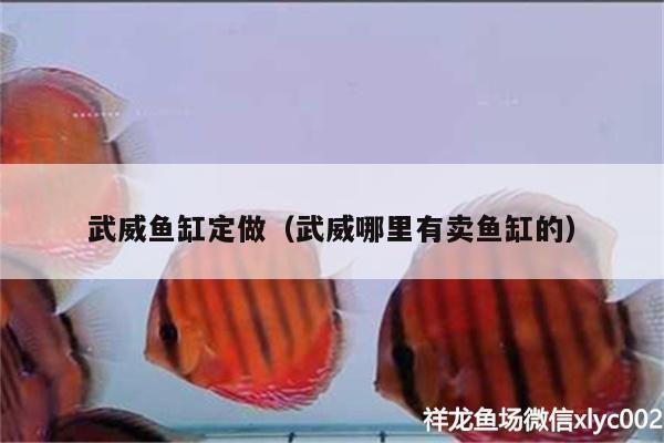 武威魚缸批發(fā)市場(chǎng)：武威買魚缸地方推薦 全國(guó)觀賞魚市場(chǎng) 第3張