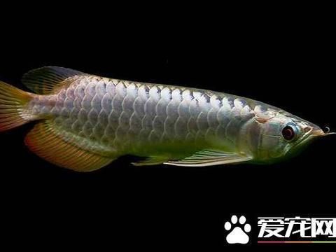 過(guò)背金龍魚(yú)用什么色溫的燈比較好看：過(guò)背金龍魚(yú)的燈光色溫 金龍魚(yú)百科 第2張