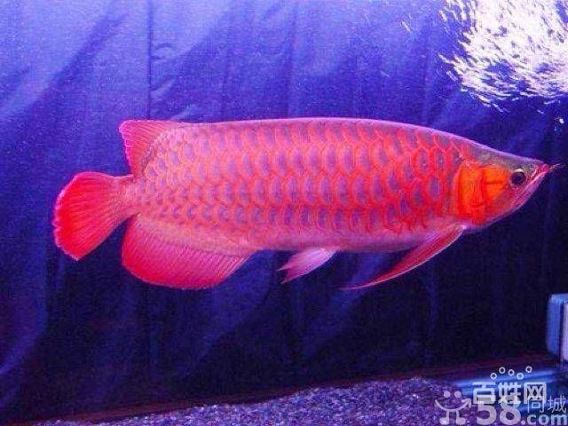 金龍魚和紅龍魚價格：金龍魚和紅龍魚價格受品種、大小和品種影響