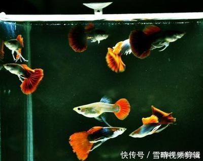 紅龍魚品質等級標準是什么意思：如何根據(jù)紅龍魚的品質等級標準來區(qū)分其品種？ 水族問答 第1張