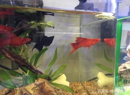 混養(yǎng)魚缸光照時(shí)間控制技巧 魚缸百科 第3張