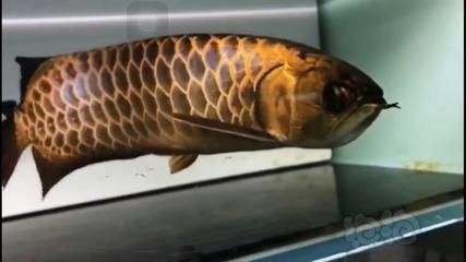 怎樣挑選過背金龍魚飼料呢：金龍魚換料注意事項(xiàng)