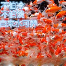 杭州觀賞魚(yú)批發(fā)市場(chǎng)：中國(guó)最大的觀賞魚(yú)市場(chǎng)在哪里？ 全國(guó)觀賞魚(yú)市場(chǎng) 第9張