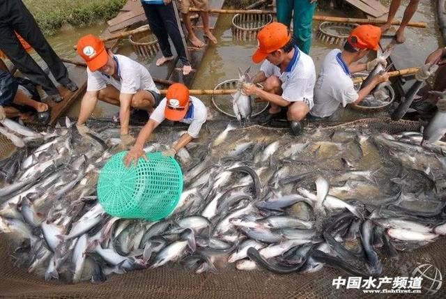 紅龍魚(yú)鰭發(fā)黑什么原因 水族問(wèn)答 第1張