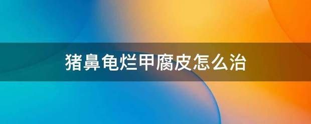 豬鼻龜爛甲腐皮用什么藥：豬鼻龜爛甲腐皮怎么辦 豬鼻龜百科 第8張