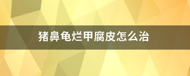 豬鼻龜爛甲腐皮用什么藥：豬鼻龜爛甲腐皮怎么辦 豬鼻龜百科 第9張