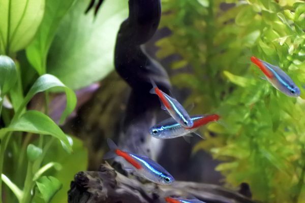 烏蘭察布水族館：烏蘭察布市金祥龍魚(yú)館